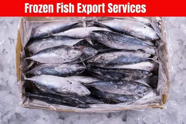 Frozen Fish Export Services